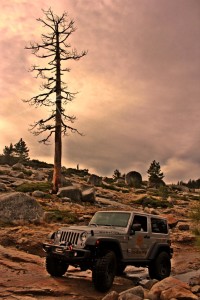 jeep and tree