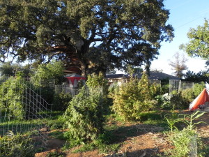 Malcom - Dixon Grow with Tree House